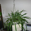 Pete the Spider plant