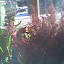 matangie's Houseplant garden