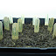 matangie's Seed Starting Garden garden