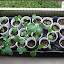 Cabbage: Copenhagen Market Early