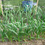 Polish Red Garlic
