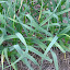 German Red Garlic