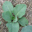 Cabbage: Early Jersey Wakefield