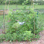 Ozark Beauty Strawberries