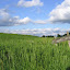 2-acre Prairie