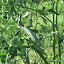 Tomato: Purple Russian