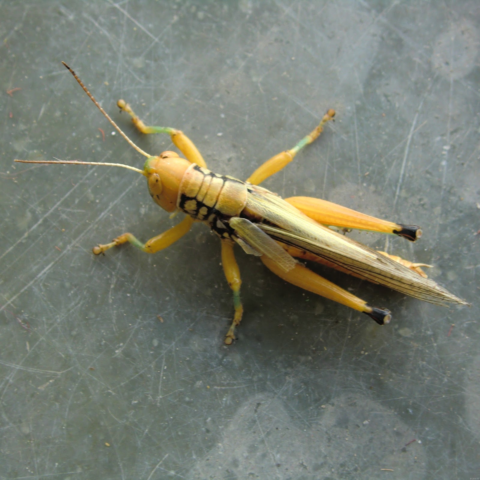 [Grasshopper-3[1].jpg]