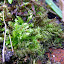 a blanket of moss