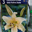 Yelow Orental Lillies