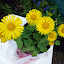 Yellow daisy thing