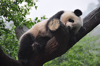 Older pandas are pretty lazy