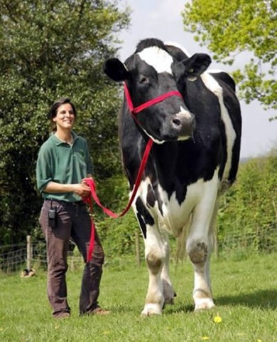 [a406_cow3.jpg]