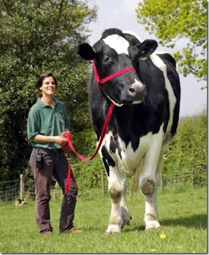 a406_cow a406_cow