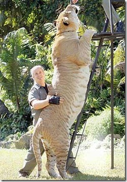 liger03 liger03