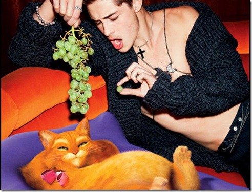 gatos