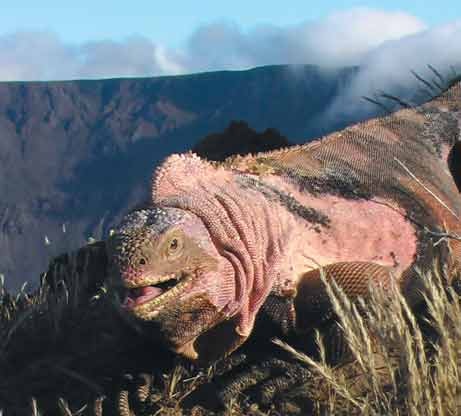 [090105-pink-iguana-photo_big[3].jpg]