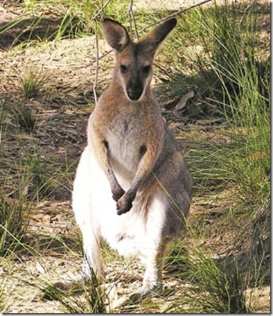 Australia Opium Wallabies