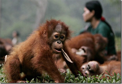 1000_orangutanes_mueren_incendios_afectan_isla_Borneo