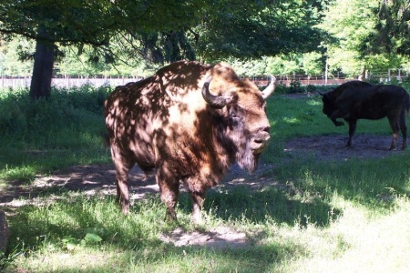 [bialowieza23.jpg]