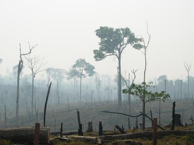 [Ladeforestaciondelaselvanoesrentable.jpg]