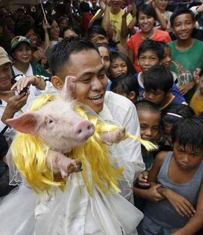 [pigs_073.jpg]