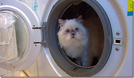 catlav catlav
