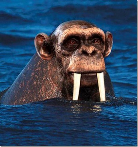chimpamorsa