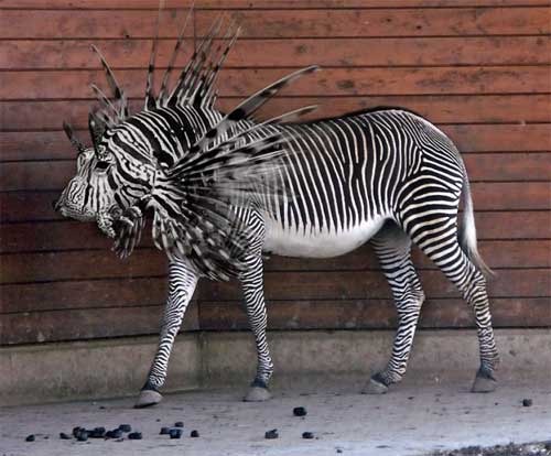 [zebrapezleon3.jpg]