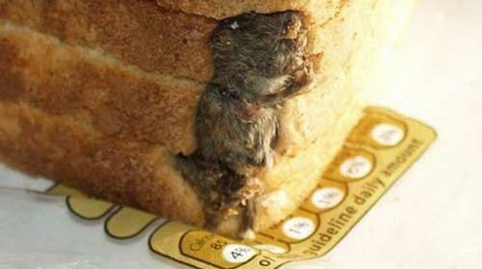 [mouse_in_loaf_of_bread_0242.jpg]