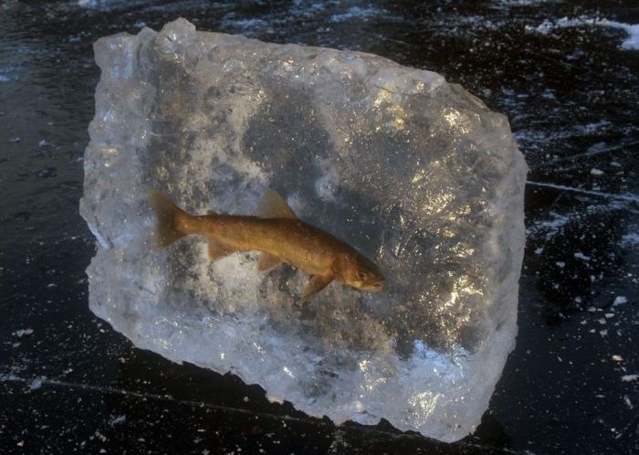 [ice_fishing_028.jpg]