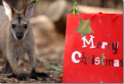 Australia-están-celebrando-la-navidad.expand