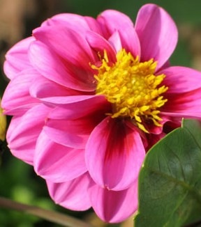 [flor[3].jpg]