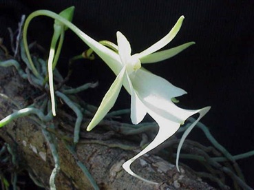 Ghost_Orchid2