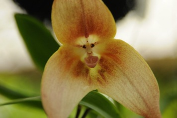 Monkey_Faces_Orchid-thumb-500x