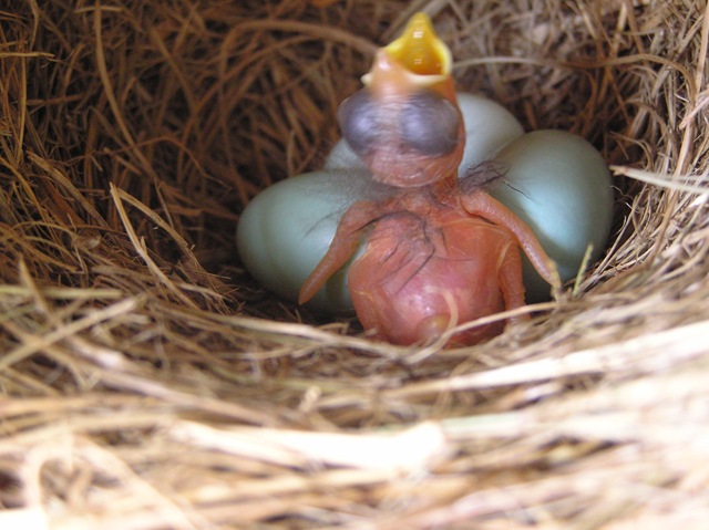 [2nd day after hatching, hungry[2].jpg]