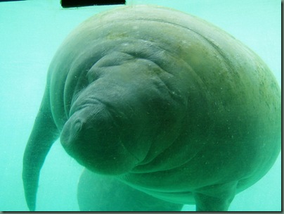 manatee 2 (2)