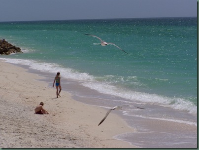 birds,kids at beach