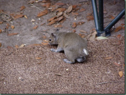 STUMPY2 STUMPY2