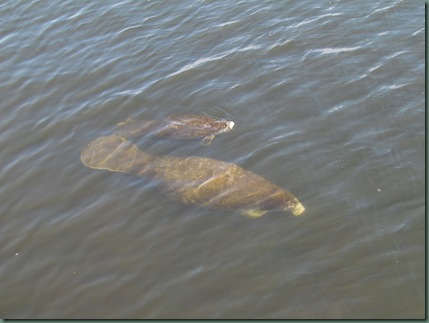 Manatee and calf