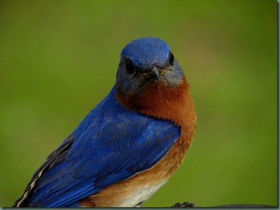 Bluebird