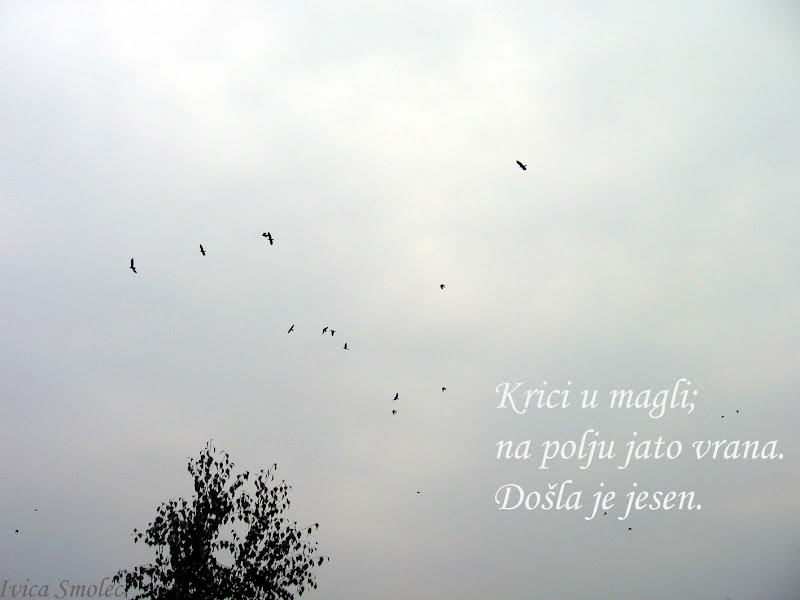 Krici u magli