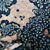 Lichen in Chalten