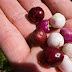 Patagonian Berries