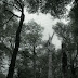 Bosque