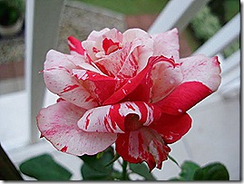 rosa_anderson14 rosa_anderson14