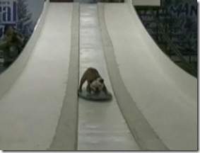 snowvoarding-dog-image