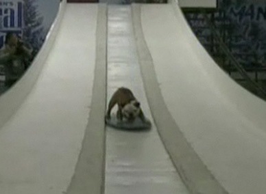 [snowvoarding-dog-image[6].jpg]