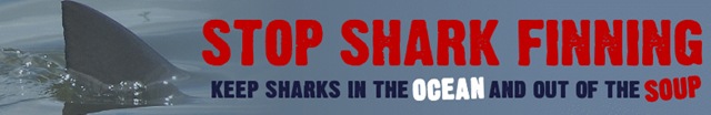 [shark-finninf-banner[3].jpg]