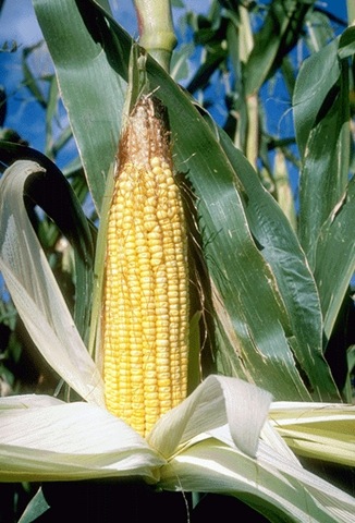[farming-corn-rural-lifestyle[5].jpg]