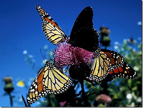 butterfly 7 butterfly 7